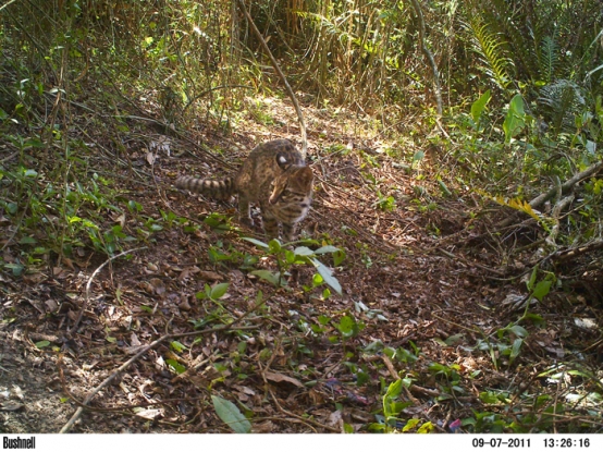 Gato do mato - Leopardus geoffroyi