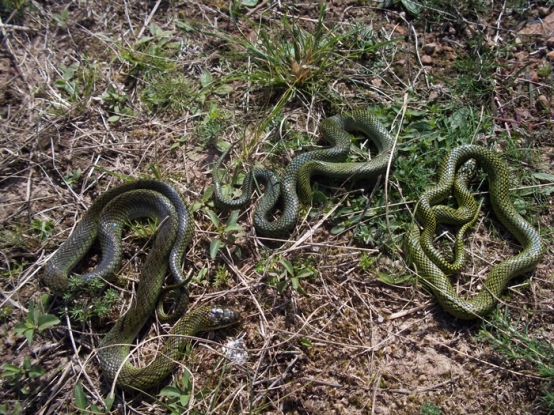 Cobra Verde - Liophis poecilogyrus 