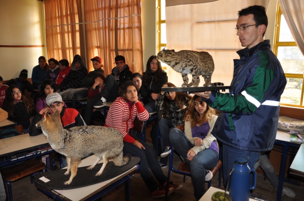 O cachorro-do-campo (Lycalopex gymnocercus), exemplar do Acervo Científico do Museu de História Natural da UCPel, foi apresentado aos estudantes da E.E.E.M. Alfredo Ferreira Rodrigues - 26 de junho de 2012