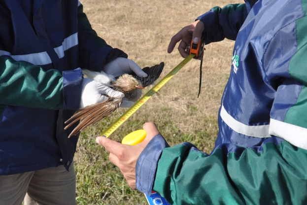 Anu Branco - Guira guira.  Equipe da Gestão Ambiental da BR-116/392 realizando procedimento de biometria de fauna atropelada, medida de asa.