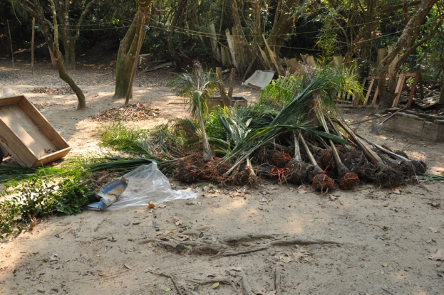 Mudas de palmeira foram utilizadas na atividade - 24 de Agosto de 2012 