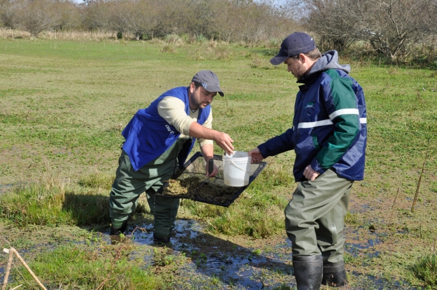 Equipe da Gestão Ambiental realizando captura dos peixes anuais (rivulídeos) para identificação das espécies no charco.